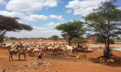 Concern Livestock Surge Model Development