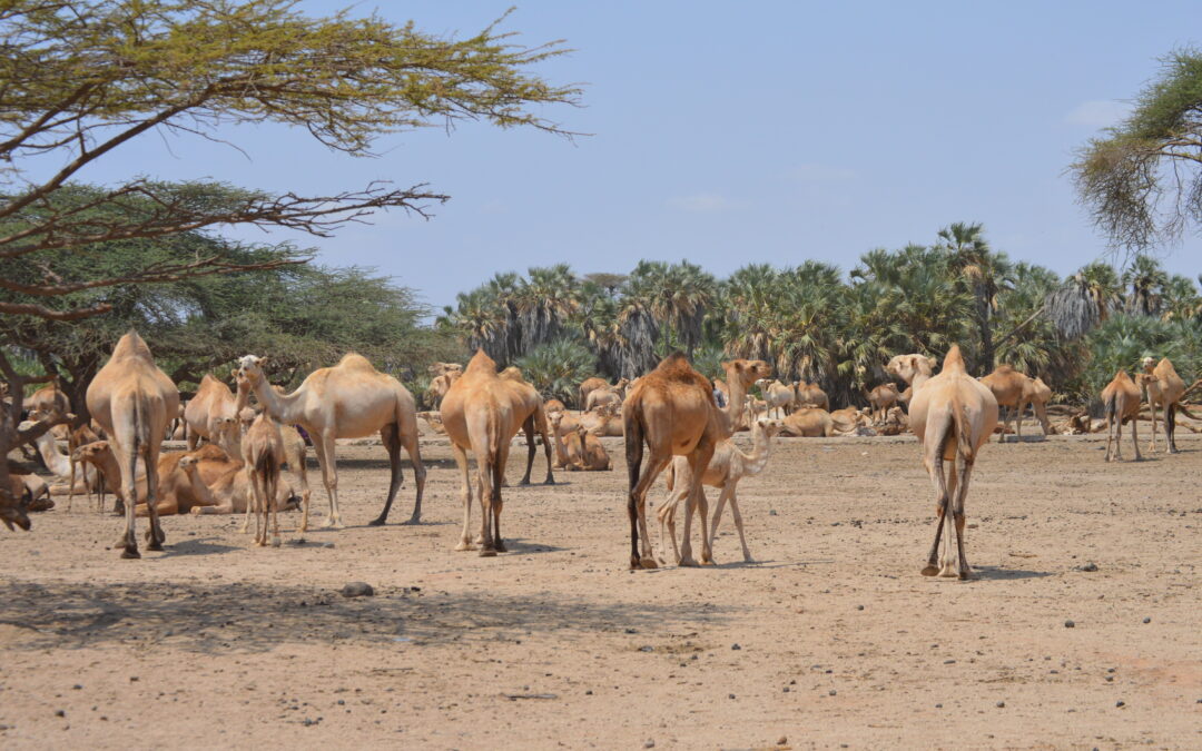 Climate Security in Somalia : Next Steps for a Resilient Future
