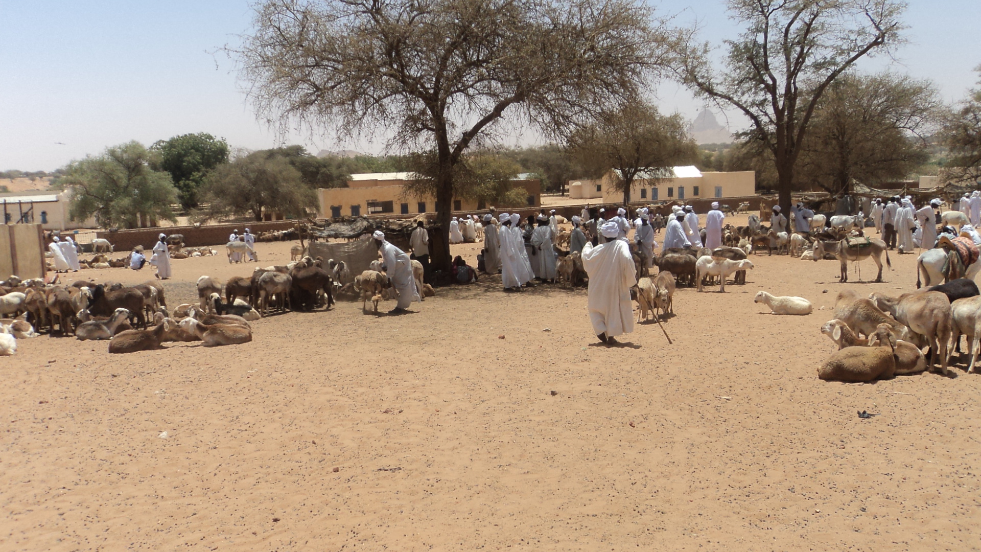 Cash Consortium of Sudan Enabling Environment Programme